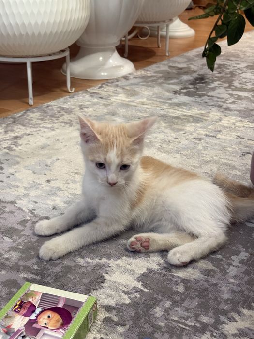 Отдам кота в добрае руки