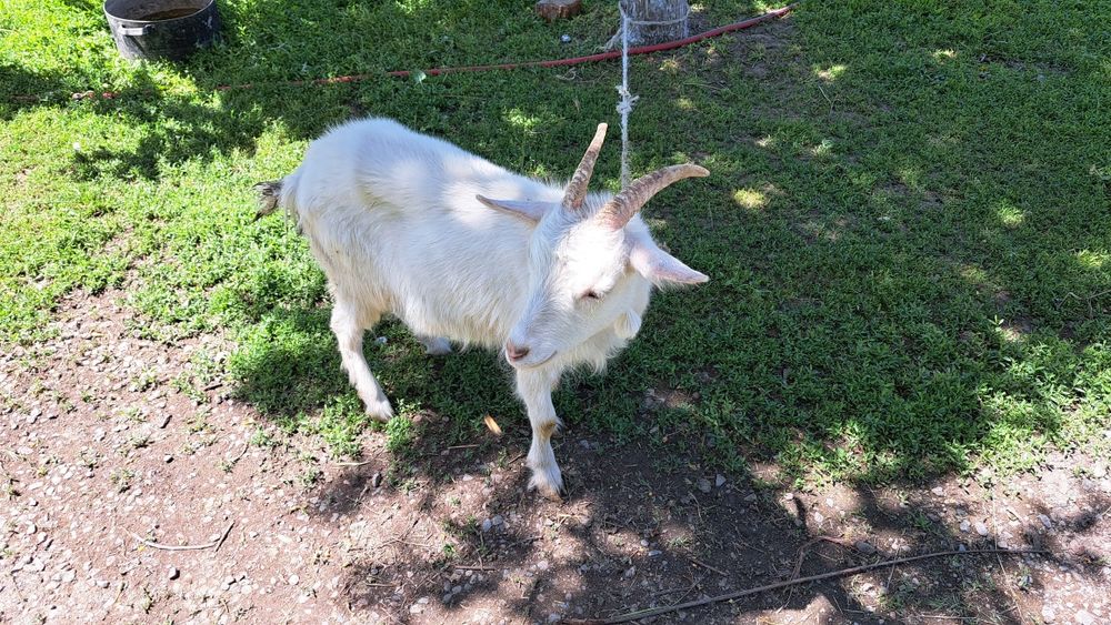 Сауынды ешкілер мен текелер сатамыз
