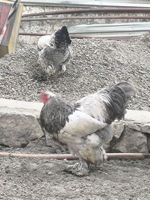 Брама тувук ва хурозлар