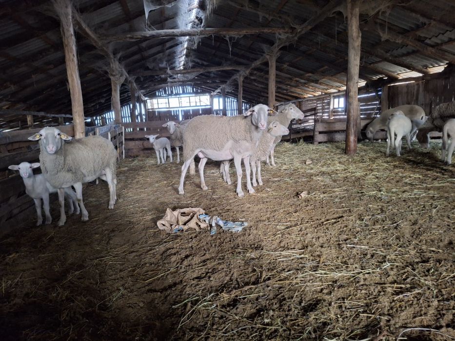 Oi lacune cu miei după ele