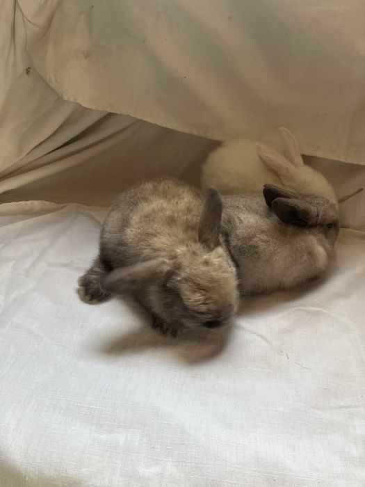 Iepurași Holland Lop  și Rex pitic ! Citiți descrierea anunțului