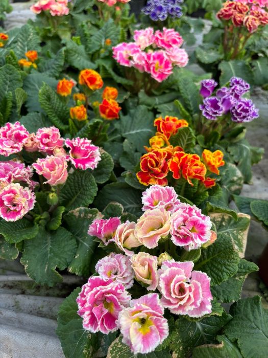 Primula de vanzare