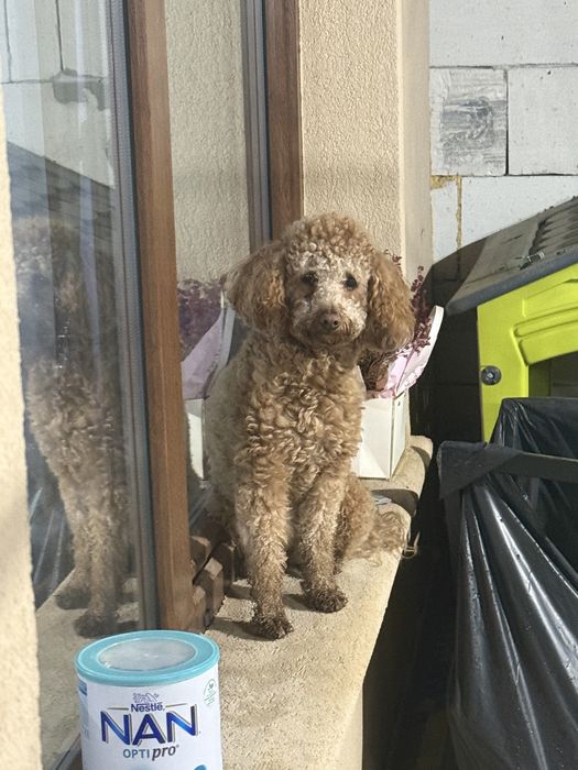 Pudel / poodle mascul