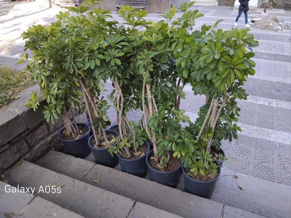 Продавам Шефлера / Schefflera 10 годишна, 170 см. височина, 10 броя