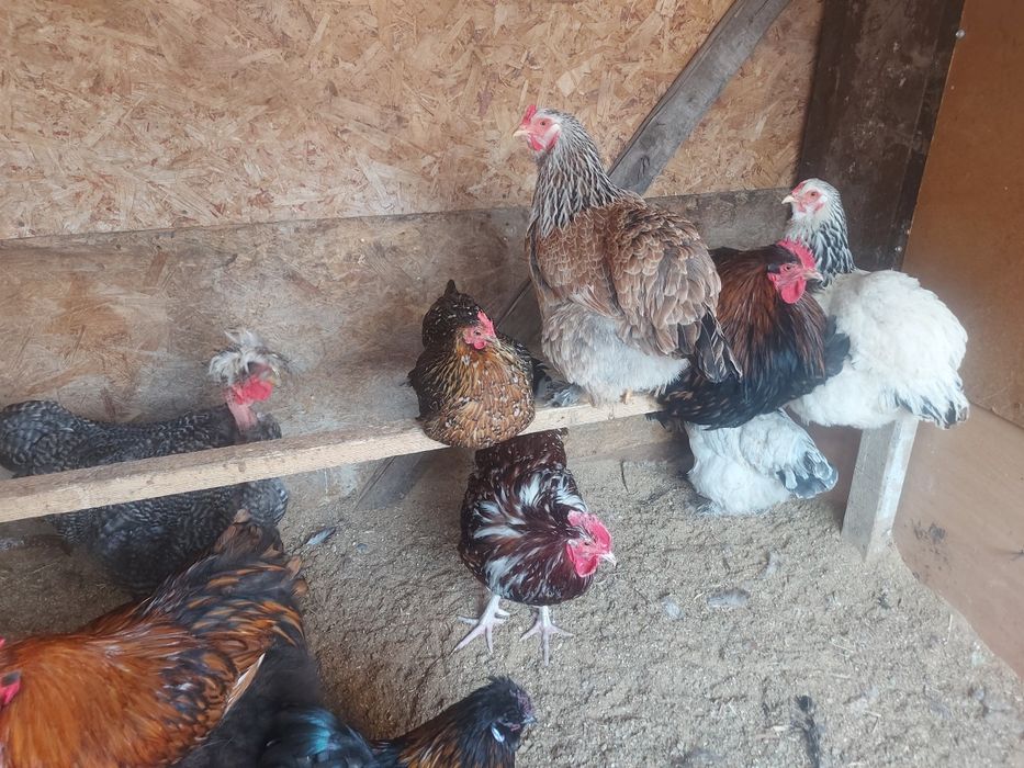 Продается куры и петухи