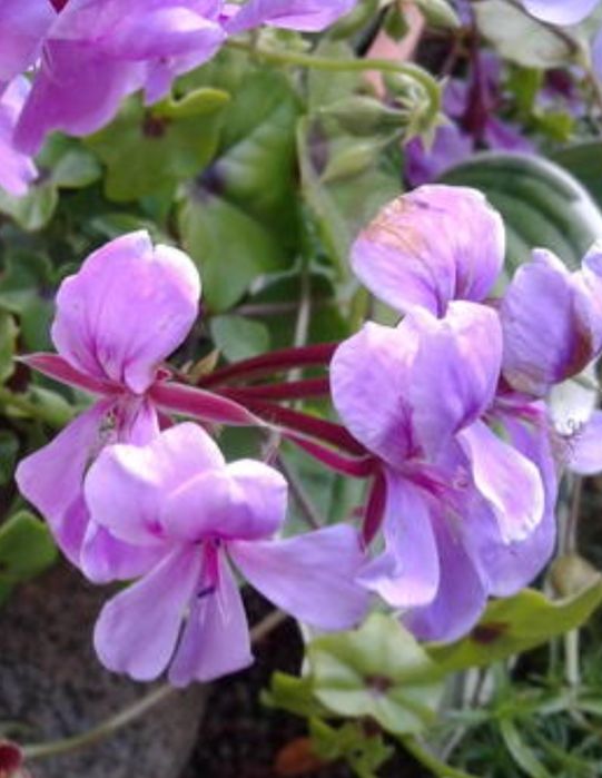 Пеларгония плющелистная Самертайм.