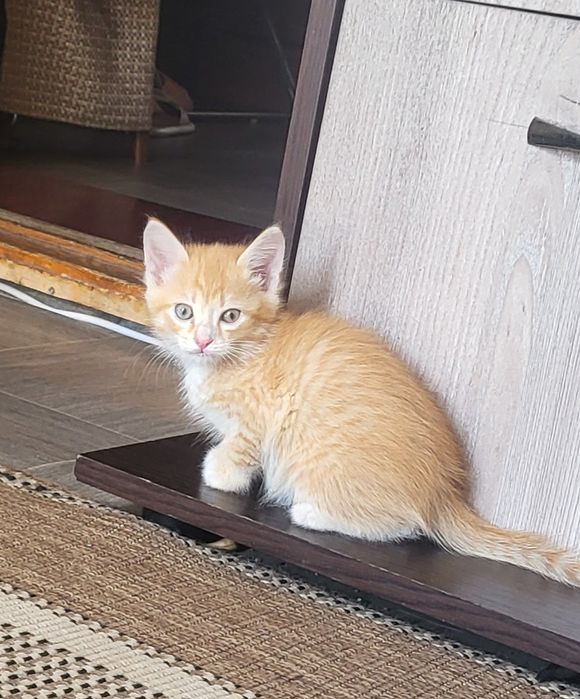 Котята ищут добрые руки