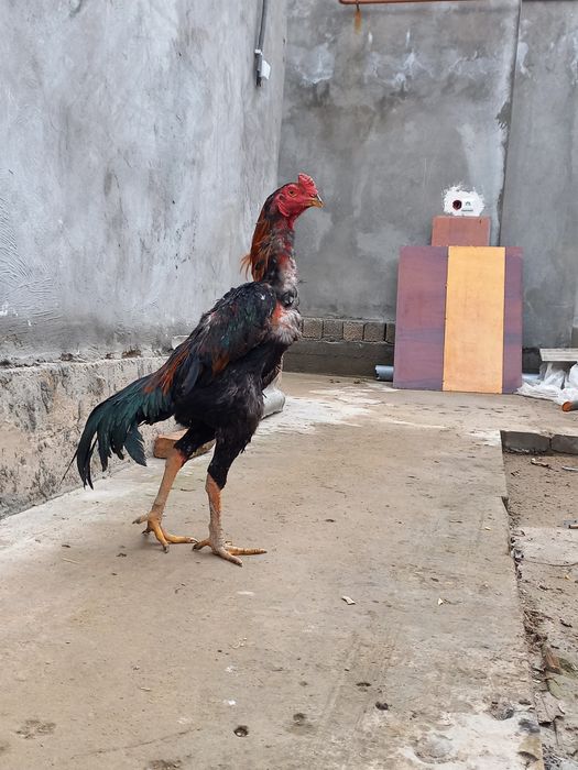 Dakan xoroz sotiladi