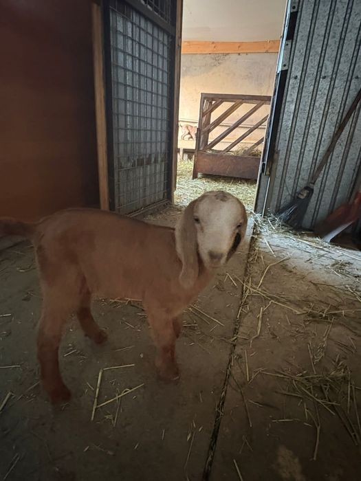 Альпо Камори Козочки