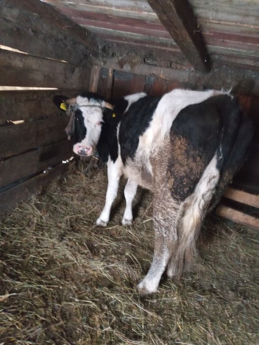 Vând junică 2.5 ani