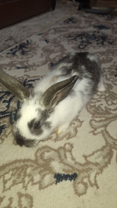 Quyonchalar sotiladi