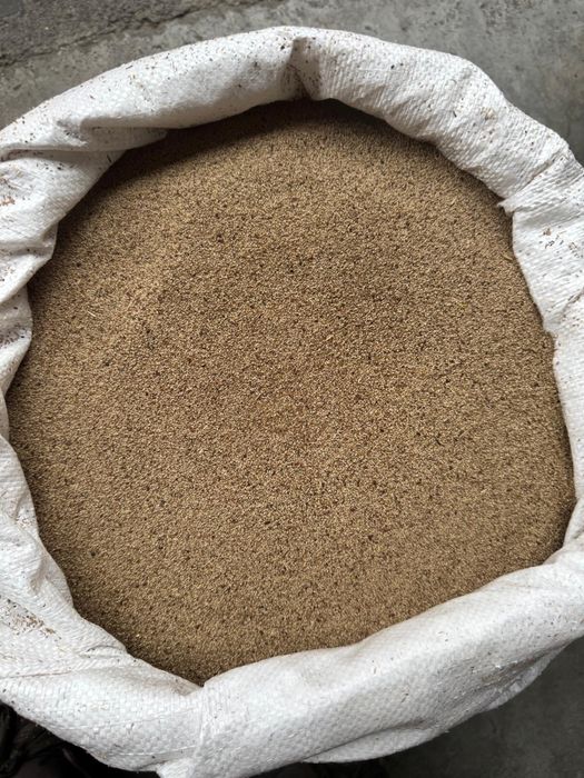 Sămânță de Timotei