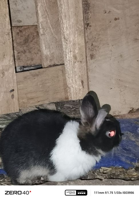 Карликиви қуёнлар