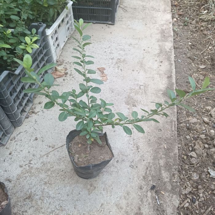 Пироканта расстение