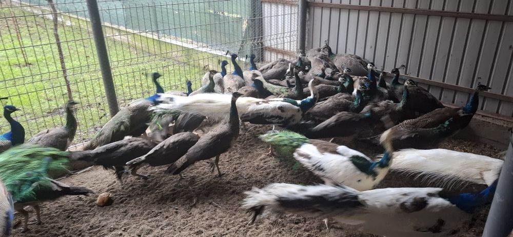 Păuni maturi si tineret, mai multe varietăți de culoare