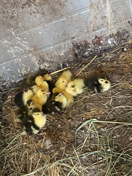 Бірінші рет үштік жыныстық қатынасты қараңыз