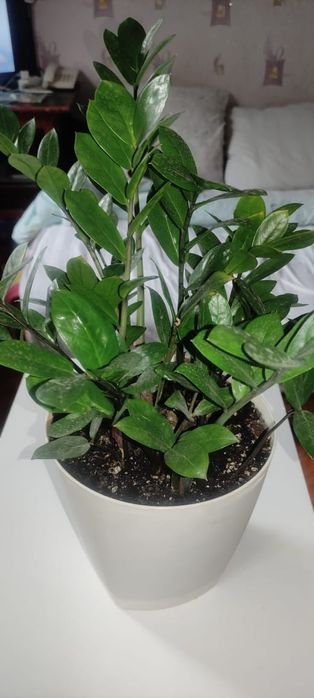 Замеокулькас по 20 см