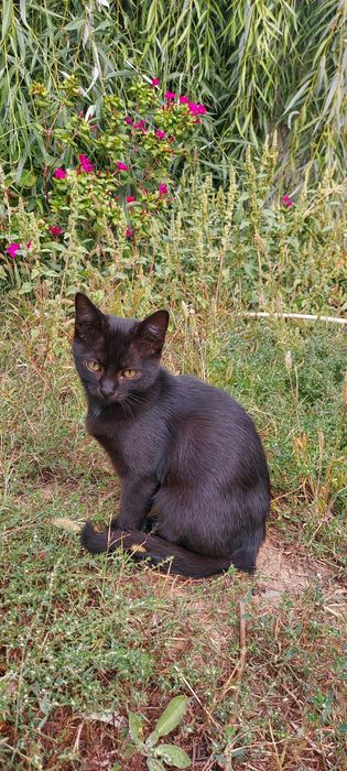 Donez pui pisica neagra