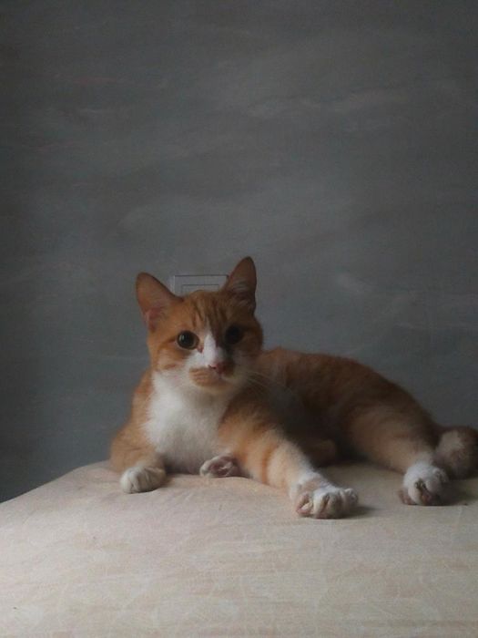 Отдам кота в добрые руки