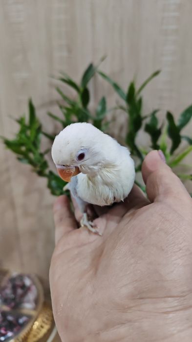 Продается птенец Неразлучника.