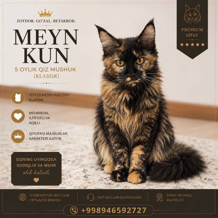 Maincoon mushuklar sotiladi