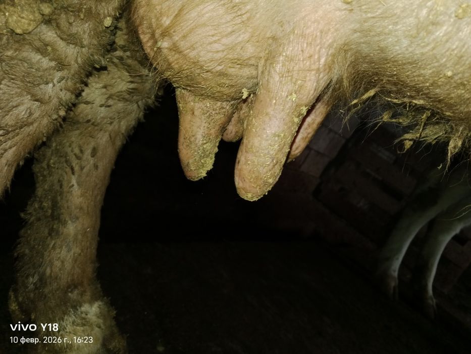 Сиир сатамын ...