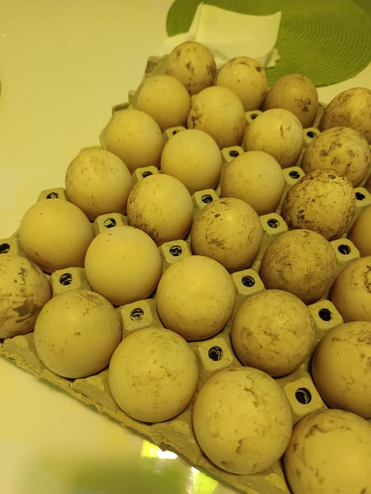 Домашни яйца от патици за консумация