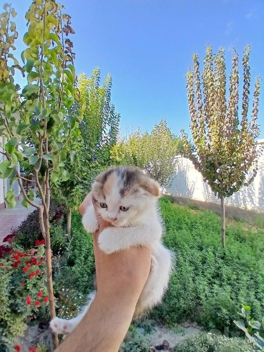 Британский шиншила . Очень ласковоя и приученная к лотку .