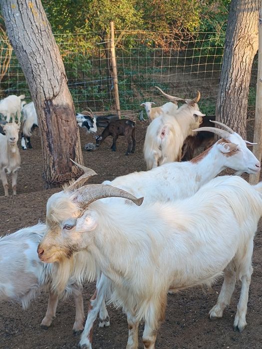 Vând ieduțe  de un an și doi ani și 15 tapi