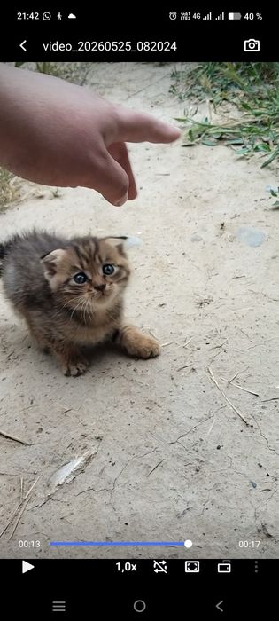 Мотята жақсы қолға