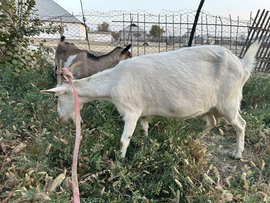 Ешкі Коза сатылады
