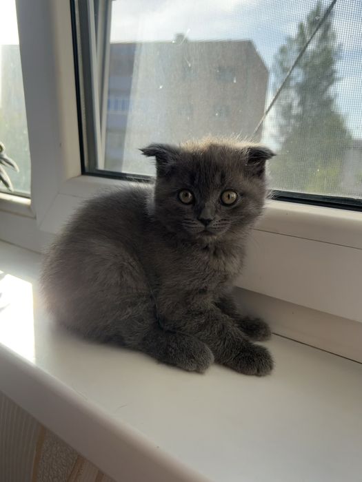 Котята британские.