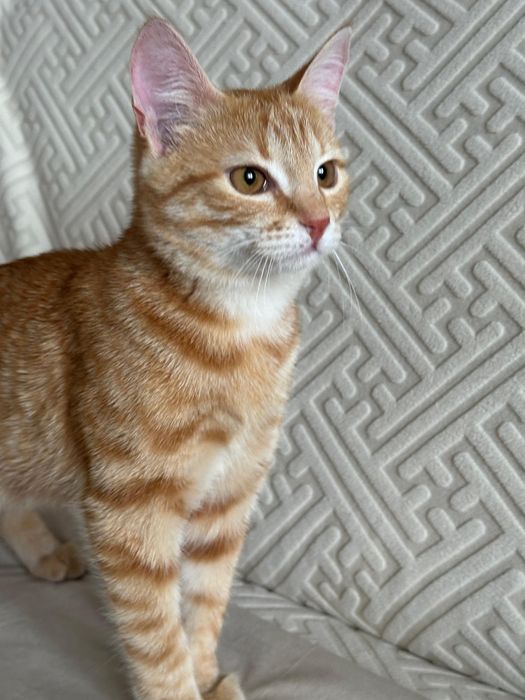 Отдам котика мальчик в добрые руки