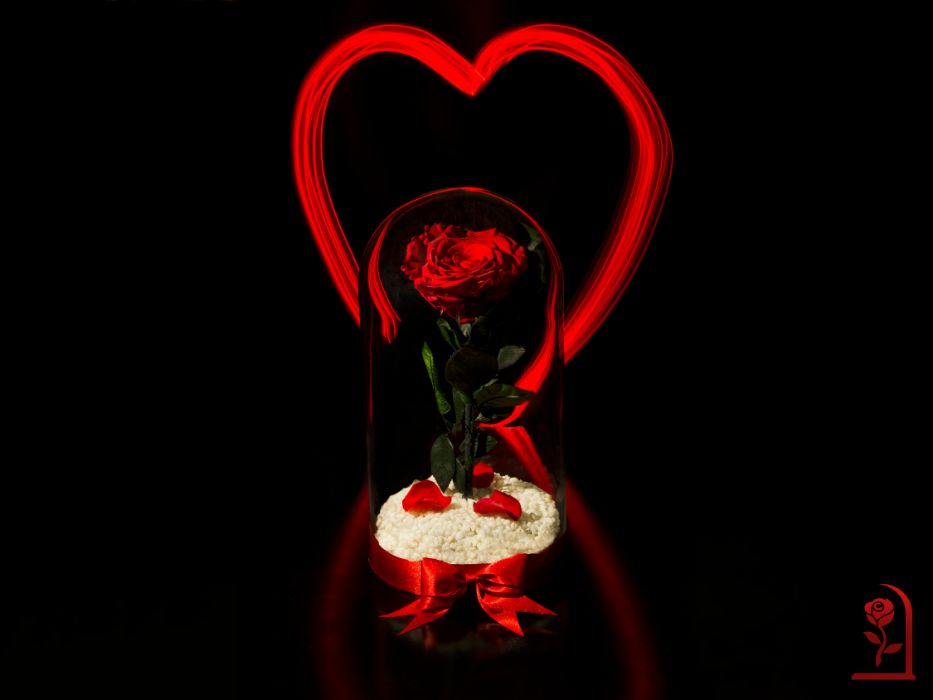 Жива Вечна Роза в ГОЛЯМА Стъкленица / Подарък за Рожден Ден на Жена