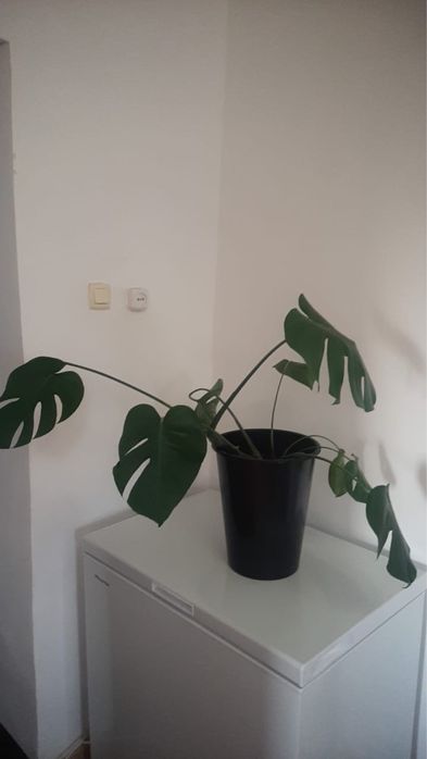 Комнатные растения. Монстера