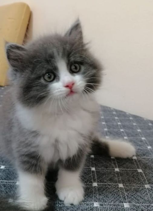 Продам котёнка, 2 месяца