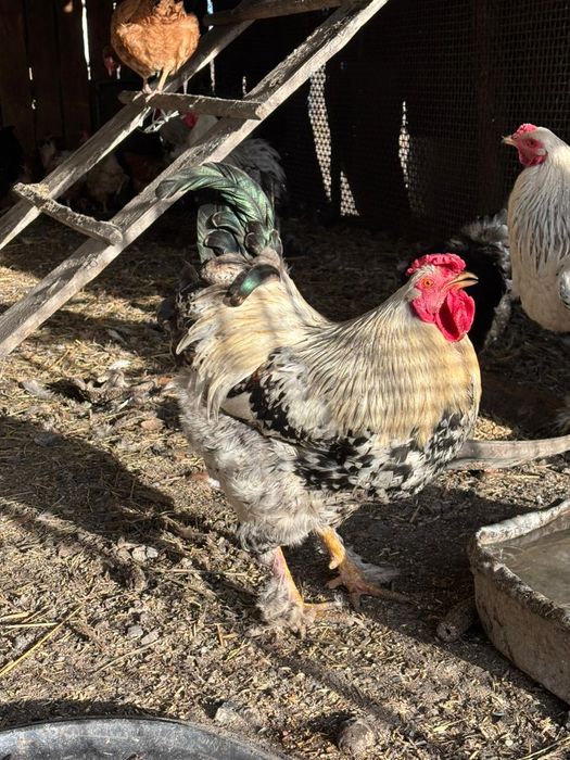 Петух брама возможно доставка