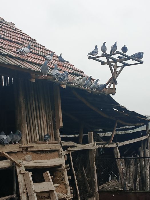 Porumbei de vânzare