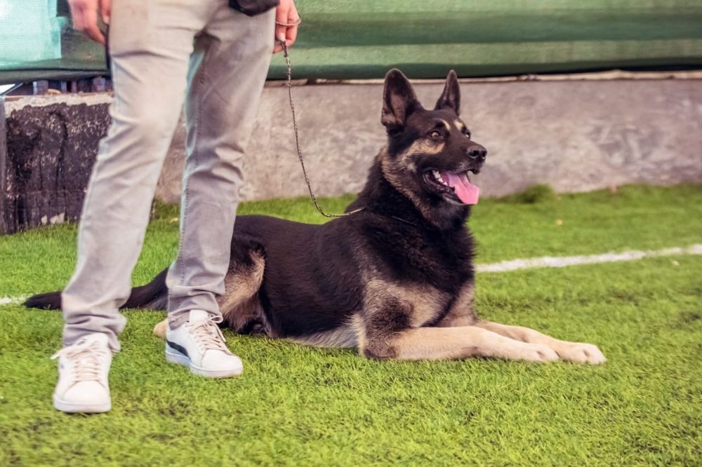 Кобель ВЕО вязка