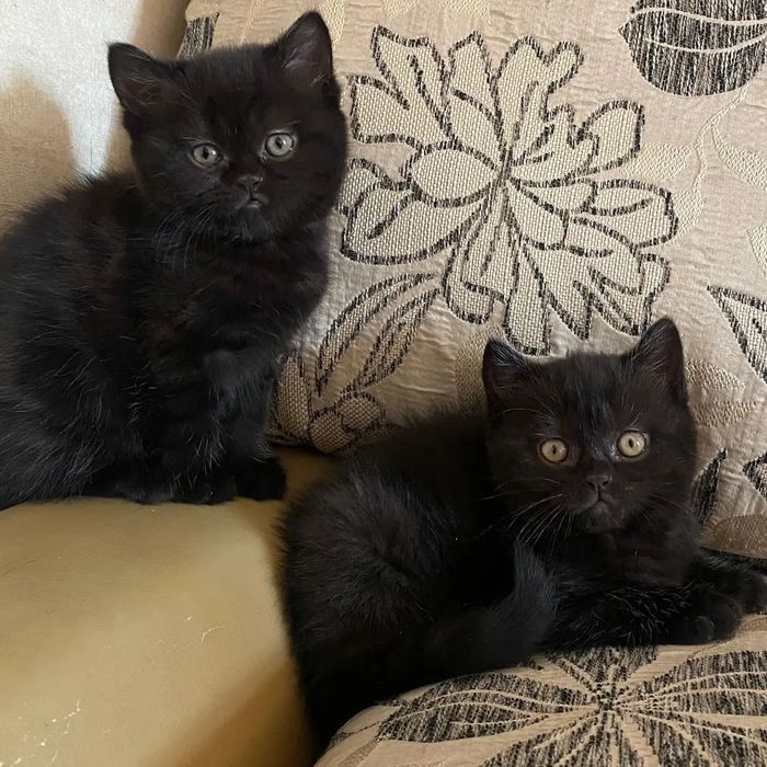 Британские котята! Астана. Продажа.