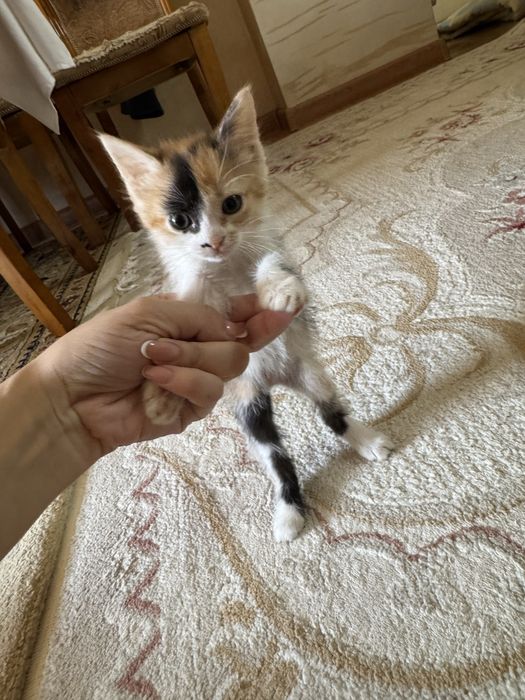 Отдам маленьких котят