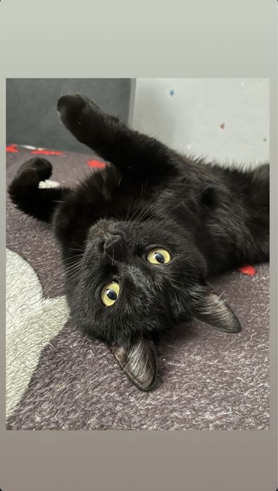 СРОЧНО!!! Отдам домашнего кота в добрые руки