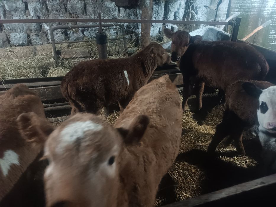 Продам телят ...