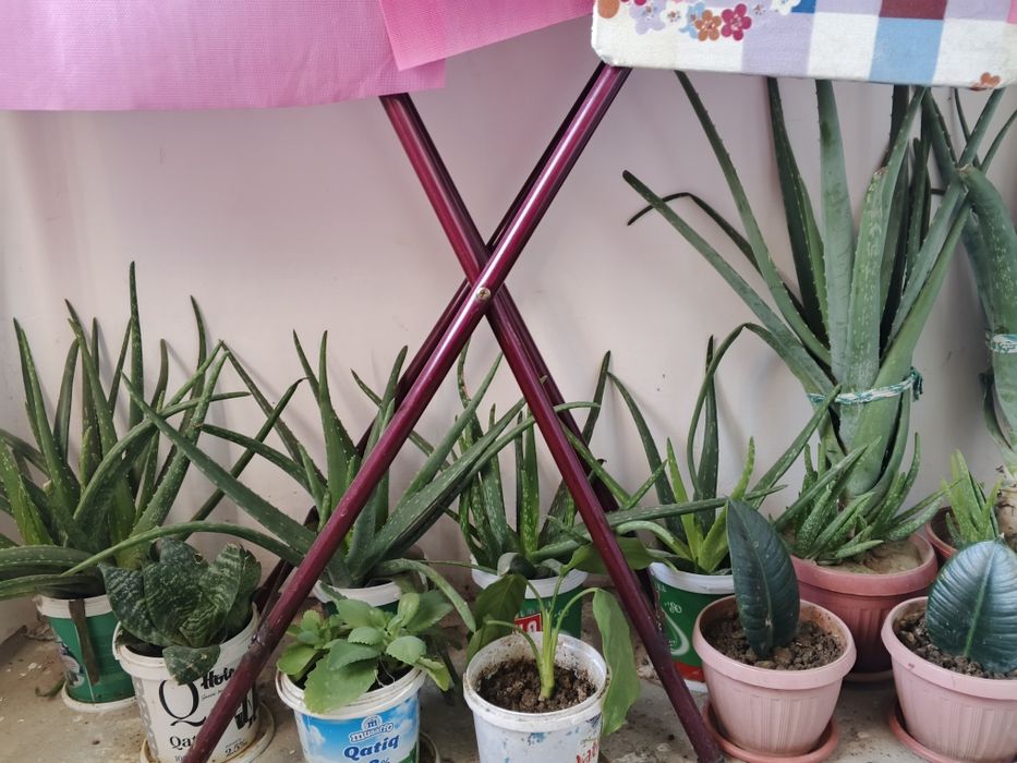 Domashniy gullar sotiladi