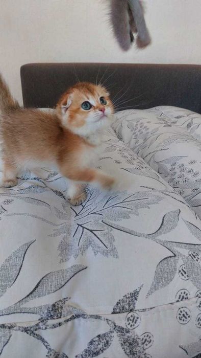 Шикарные Шотландские котята