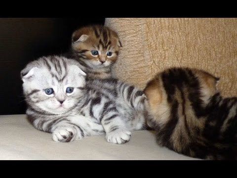 Шотландские котята