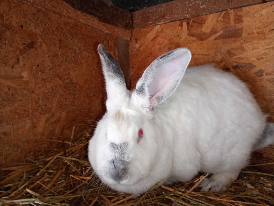 Iepuri adulti si tineret