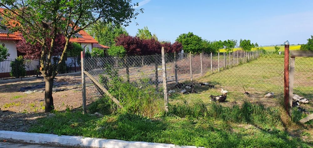 Teren 1000 mp, Oituz (Constanța)