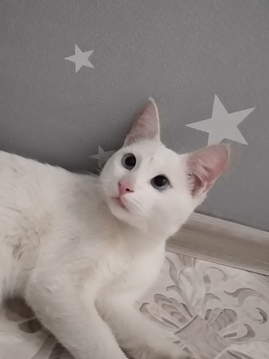 Мальчик  молодой котик