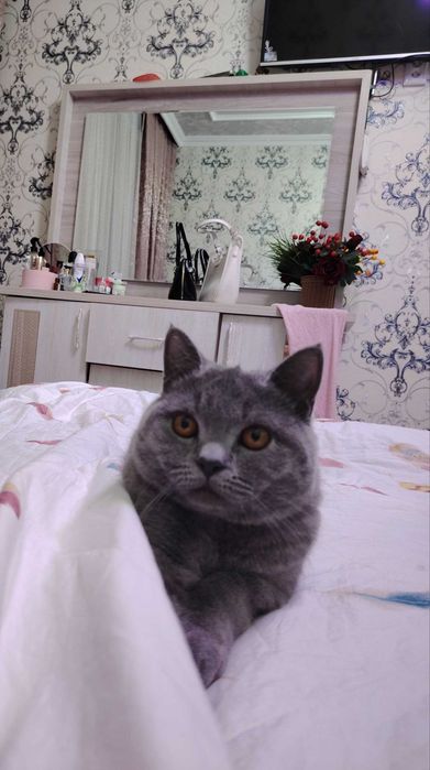 Strayt 8 oylik ismi Viska